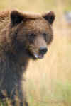 Grizzly_Bear001.jpg (50359 bytes)