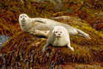 Harbor_Seal_044.jpg (86277 bytes)