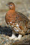 Ptarmigan_010.jpg (65003 bytes)