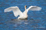 Swan_013.jpg (69157 bytes)