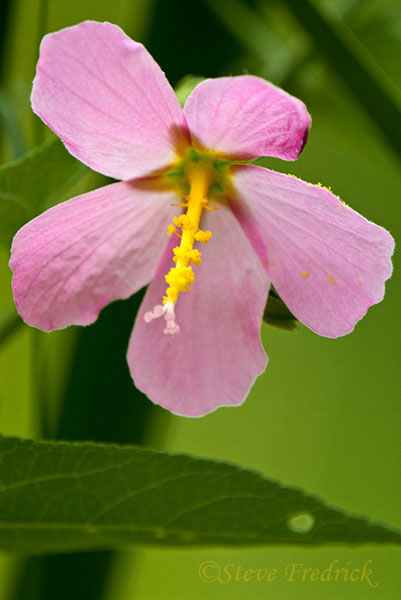 2006_0820AssawomanFlowers010
