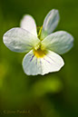 2004_0424Wildflowers0012