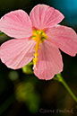 2004_0828Assawoman_Flowers3_0001_1