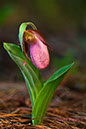 2005_0507PinkLadySlippers0023