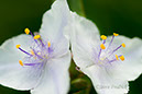 2005_0530Assaworman_3_0002