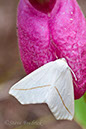 2006_0513PinkLadySlippers0065
