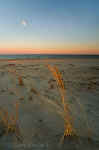 Moon and Sea Oats