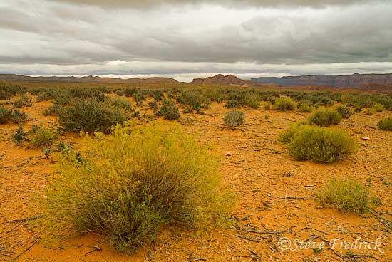 Landscape Near Horseshoe Bend