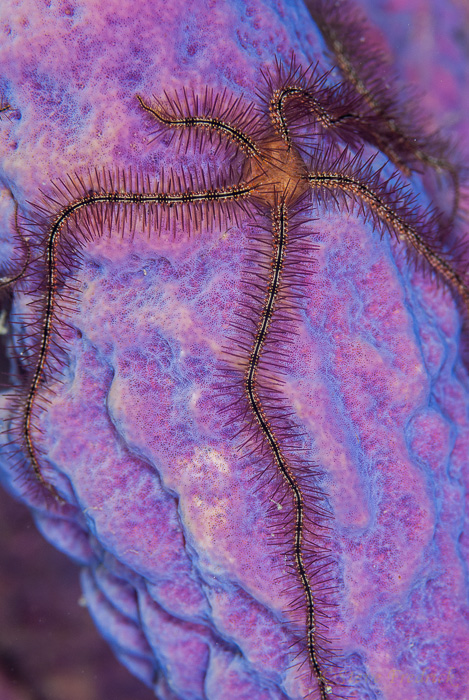 Brittle Star