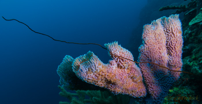Azure Vase Sponge