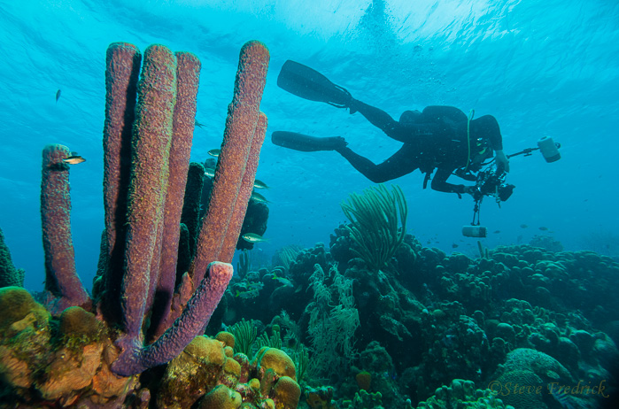 Purple Tube Sponge