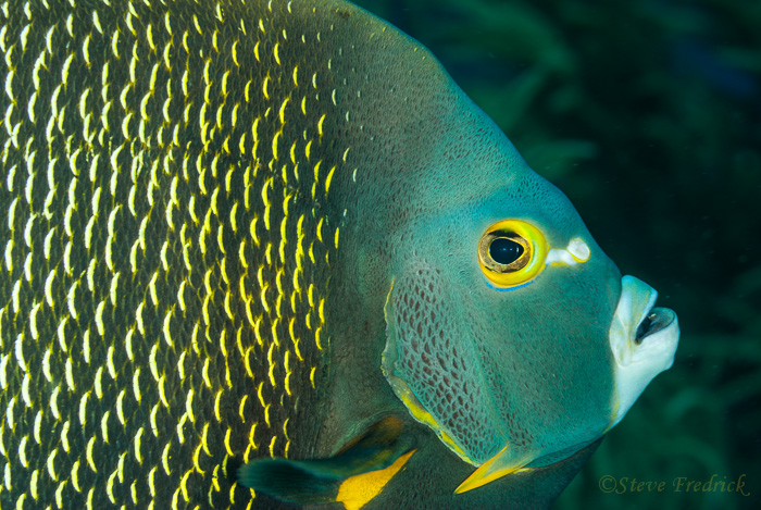 French Anglefish