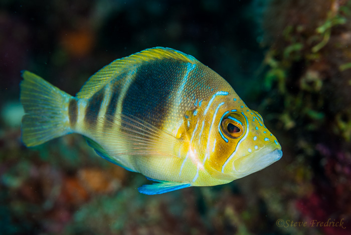 Barred Hamlet