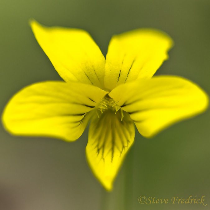 Yellow Violet