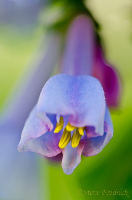 Virginial Bluebell