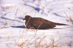 Birds 403 4x7 @72.JPG (26095 bytes)
