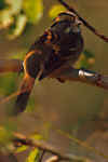 Birds 606 4x6@72.JPG (22885 bytes)