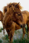 Young Assateague Wild Pony