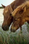 Assateague Ponies, Mother and Colt