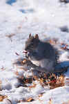 Mammals 092 4x6 @72.JPG (37030 bytes)