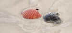 Scallop Shells at Surf Line