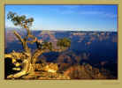 Pine Tree on the South Rim