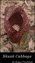 Skunk Cabbage
